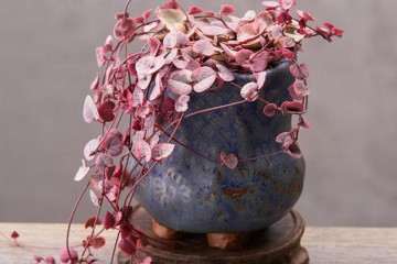 爱之蔓多肉怎么选花盆配土的方法