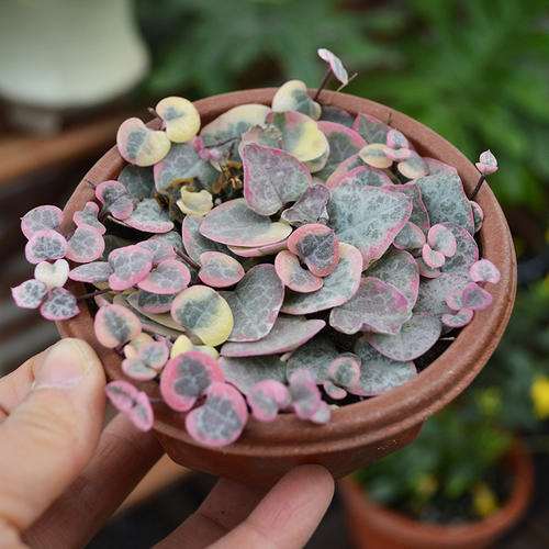 为什么爱之蔓多肉的生长旺季在夏季