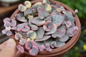 为什么爱之蔓多肉的生长旺季在夏季