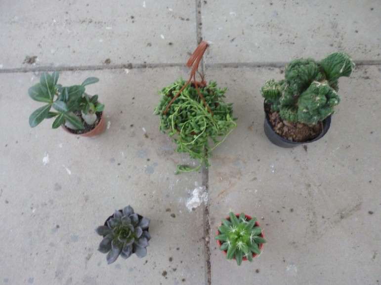 沙漠玫瑰,佛珠,影山,黑王子,金星 去多肉植物市场买了一些 价格涨了不少