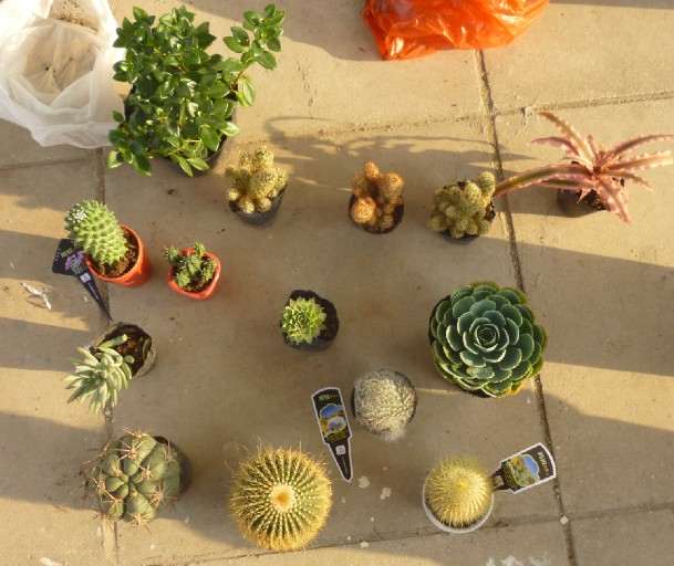 上一次花市购买的战利品 去多肉植物市场买了一些 价格涨了不少