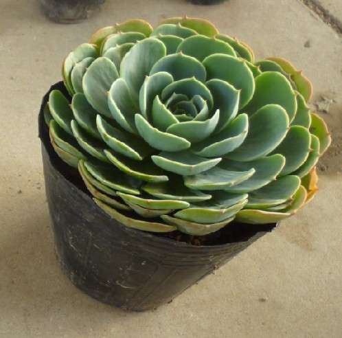 玉蝶好大 去多肉植物市场买了一些 价格涨了不少