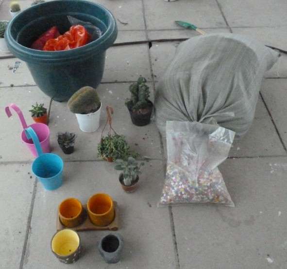 这一次花市购买的战利品 去多肉植物市场买了一些 价格涨了不少