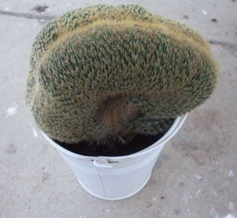 缀化的金冠 去多肉植物市场买了一些 价格涨了不少