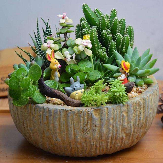 多肉拼盘怎么种植的4个步骤 图片