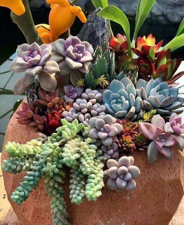 你对多肉植物的中毒程度有多深 图片