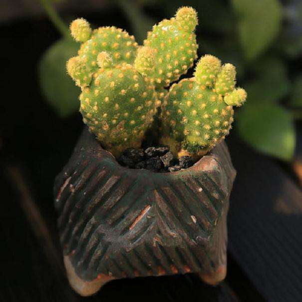 仙人掌多肉如何闷养的4个方法 图片