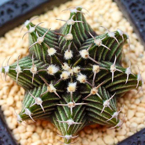 仙人掌多肉如何闷养的4个方法 图片