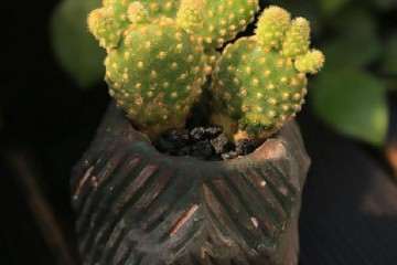 仙人掌多肉如何闷养的4个方法 图片