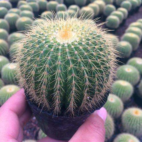 如何闷养仙人掌多肉的3个方法 图片