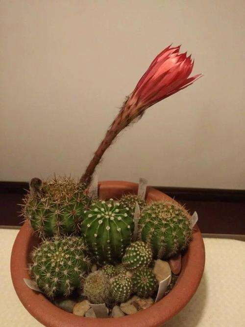 如何闷养仙人掌多肉的3个方法 图片