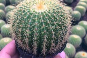 如何闷养仙人掌多肉的3个方法 图片