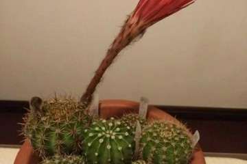 仙人掌多肉闷养 晚上要不要打开通风