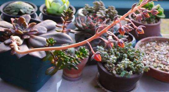 拟石莲花多肉浇水的时间怎么掌握