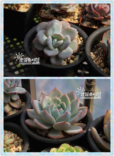 拟石莲花多肉浇水的时间怎么掌握