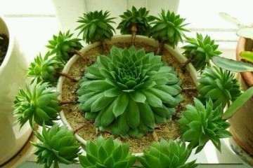 多肉植物怎么获取的方法 图片