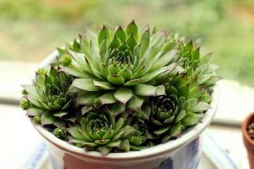 景天多肉植物怎么配土的方法 图片