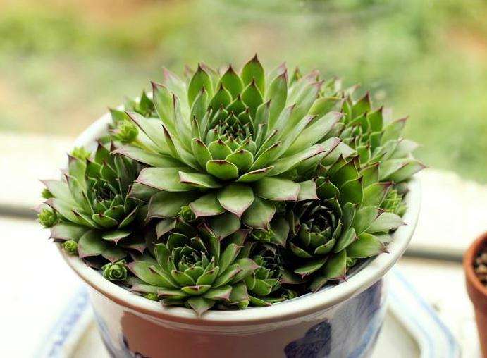 多肉植物怎么浇水和防治虫害 图片