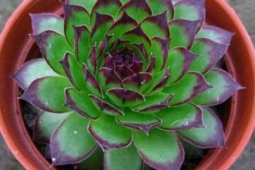 多肉养护的第一个步骤是什么 看与听