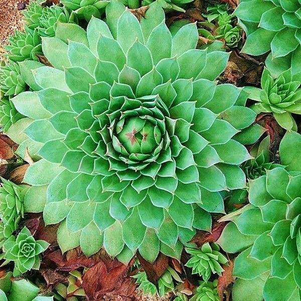 买多肉最好的时间是什么时候 图片