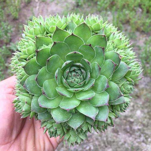 怎么在本地花市购买多肉植物的方法