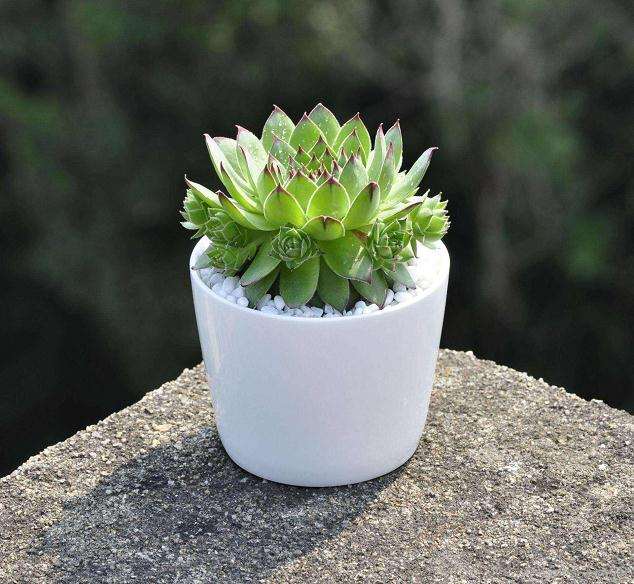 怎么在本地花市购买多肉植物的方法