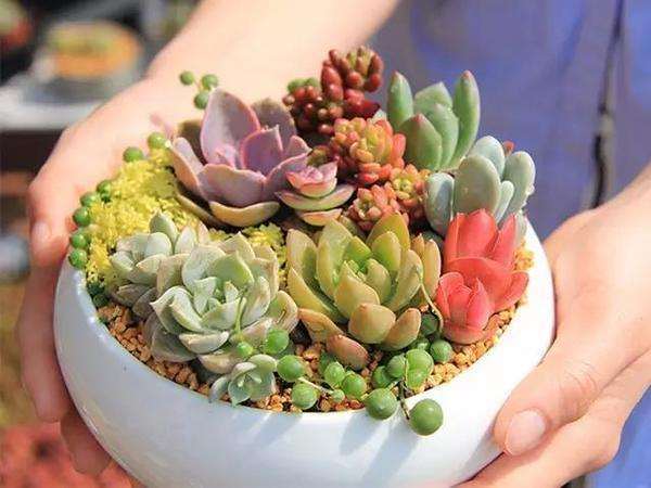 多肉浇水怎么做好干透浇透的方法