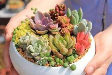 多肉浇水怎么做好干透浇透的方法