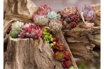 多肉浇水怎么不浇透的4个方法 图片