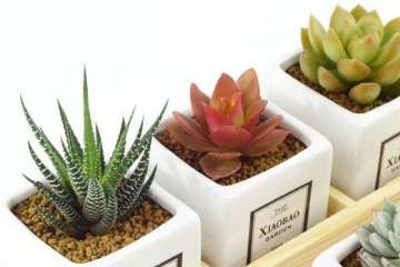 多肉植物到底需不需要施肥 图片