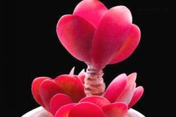 土和盆都不透气 多肉浇水烂了 怎么办