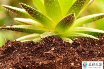 怎么椰糠制作多肉植物的方法 图片