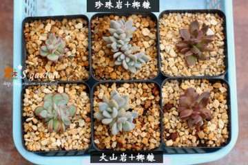 怎么用火山岩+椰糠种植多肉的方法