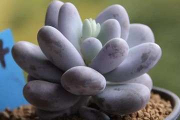 夏天多肉植物出现休眠 怎么办 图片