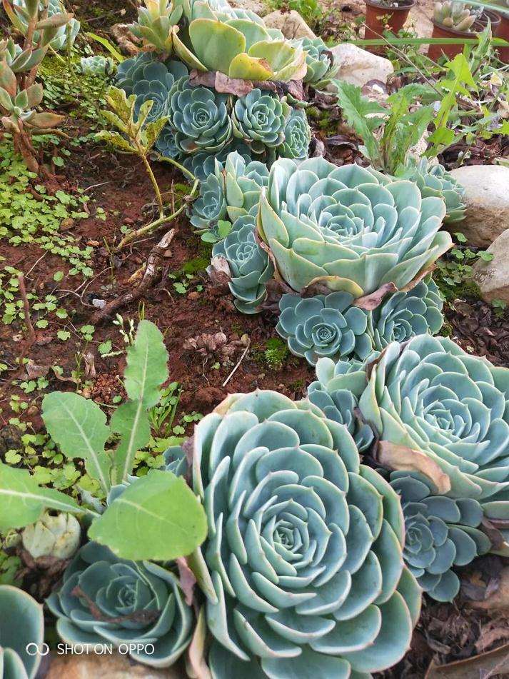 玉蝶多肉怎么养才能变成大白菜 图片