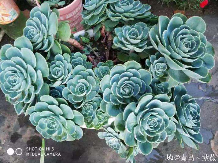 玉蝶多肉怎么养才能变成大白菜 图片