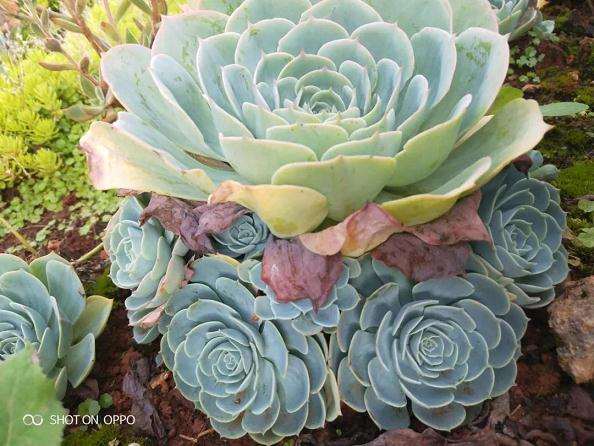 玉蝶多肉爆头后怎么繁殖的方法