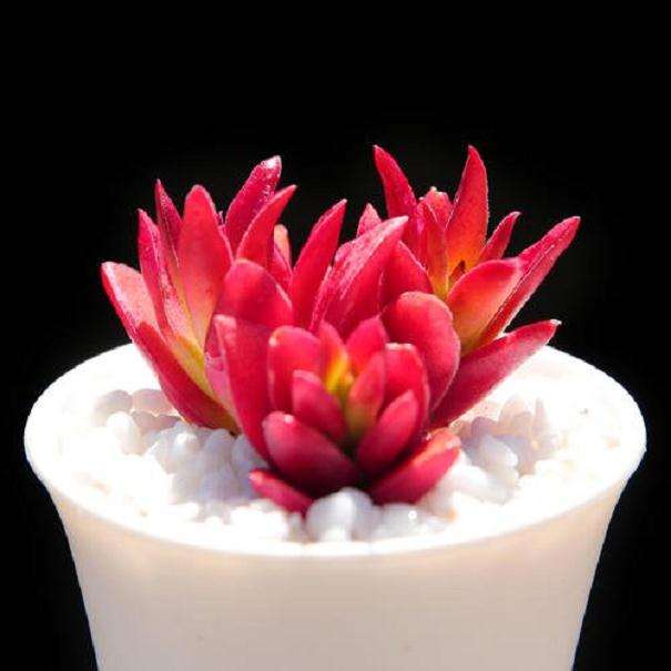 适合买多肉植物的季节是什么时候