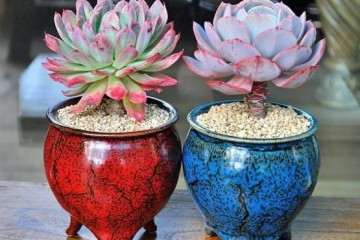 关于多肉植物用什么花盆最好 图片