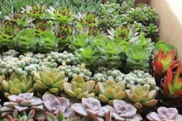 为什么夏天一般20天左右浇水一次