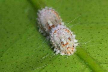 为什么夏季多肉容易爆发介壳虫 图片