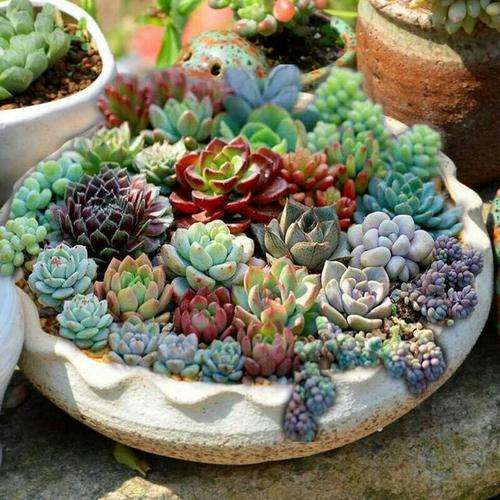 关于多肉植物怎么拼盘的方法 图片