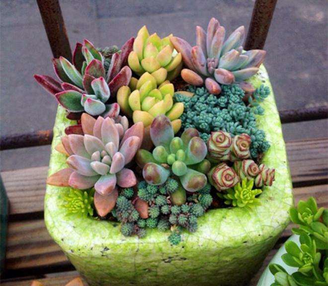 关于多肉植物怎么拼盘的方法 图片