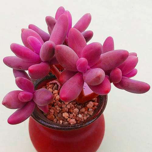 景天多肉植物度夏 怎么控水的方法