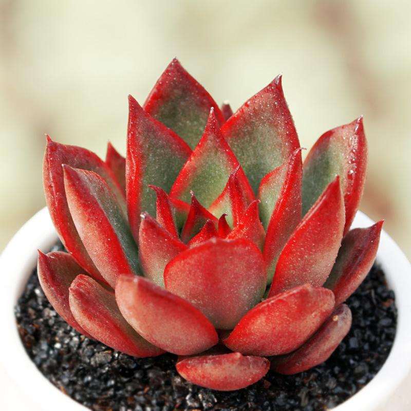 夏天给多肉喷药怎么注意自身的安全