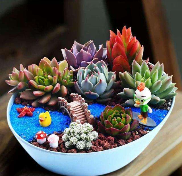 给多肉药物要注意一下症状 图片