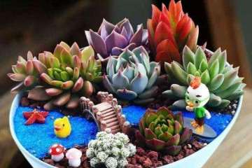 给多肉药物要注意一下症状 图片