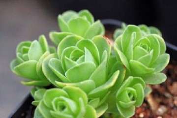 山地玫瑰多肉怎么浇水的方法 图片