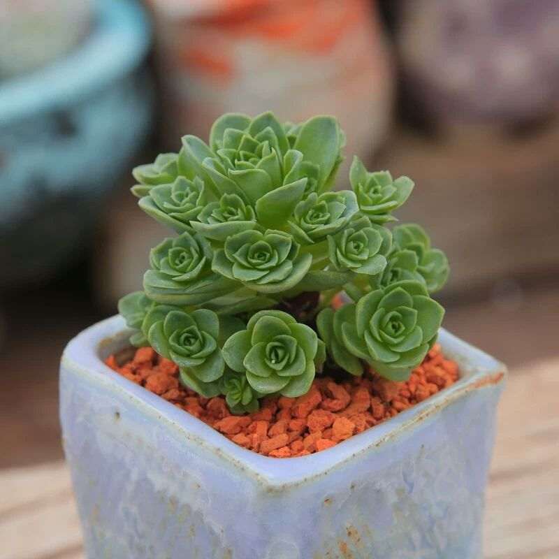 山地玫瑰多肉怎么繁殖的方法 图片