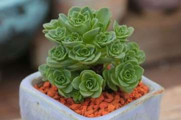 山地玫瑰多肉怎么繁殖的方法 图片